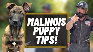 Malinois Puppy TIPS!