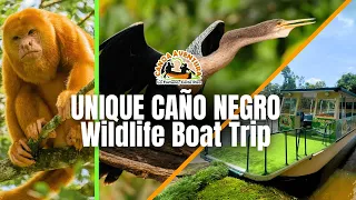 TOUR EN BOTE ÚNICO EN CAÑO NEGRO - Canoa Aventura Costa Rica 🇨🇷