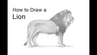 How to Draw a Lion