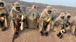 Monkey eating banana // Monkeys new viral video // #trending#monkey#monkeys#monkeyvideo