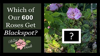 🌹 Which of 600 Roses Get Black Spot? // Kordes, Meilland, DA, Others