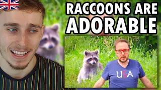 Brit Reacting to Let's Talk About American Raccoons