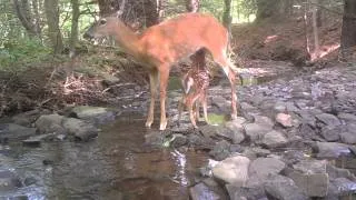 Doe with Fawn feeding - 6/8/14 @ 8:47AM