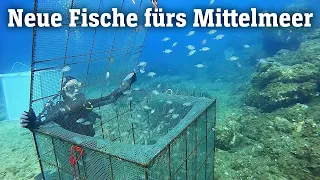 Neue Fische fürs Mittelmeer: Aufzucht als letzte Rettung (SPIEGEL TV für ARTE Re:)