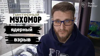 Мухоморы / Мир обречён на перемены...