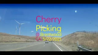 Cherry Picking 2021