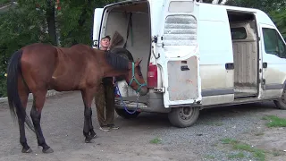 Обучение лошади. Учим грузиться в коневоз.Horse. We learn to load into a horse transporter.