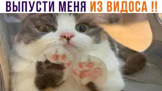 Хе-хе ))) Приколы с котами | Мемозг 1109