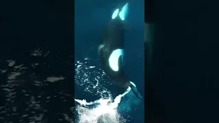 This Orca is bullying a stingray! 👀🤔 #orca #stingray #shorts