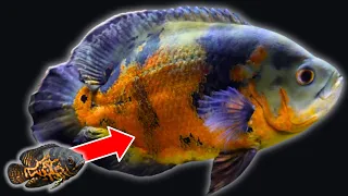 How to Make Cichlids Grow Faster (5 Tips!)