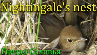 Гнездо Cоловья / Nightingale's nest / Usignolo maggiore