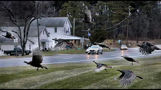 Large Flock of Turkeys Fly Across the Road and Over Traffic | Wild Bird Behavior