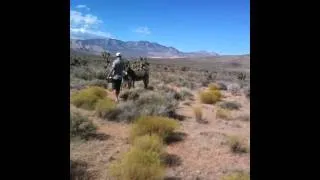 Wild Donkeys Attack Us in the Desert