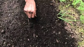 How to sow a seed directly into garden