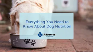 Everything You Need to Know About Dog Nutrition