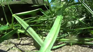 Slow motion - Weeds and weed whacker