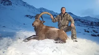 Ibex Hunting the Majestic Himalayan Ibex in Hussaini Gojal Hunza || A Thrilling Adventure