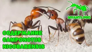 Overview of Camponotus nicobarensis