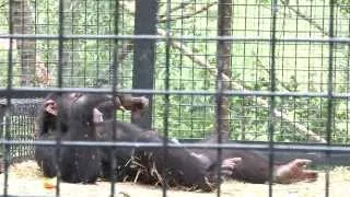 Шимпанзе плюёт водой в прохожих и зевак Смотреть Всем!