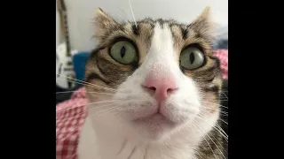 It's TIME for SUPER LAUGH!😹 - Funny and Cute Cat Videos 😸 2021