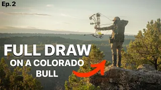 FULL DRAW at 40 yards… // Colorado Archery Elk