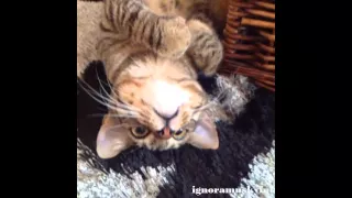 Funny Cat Vines Compilation November 2014 - Part 21