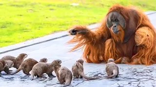 Orangutans were dying of LONELINESS, until these RASCALS moved in with them. Then This Happened