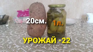 Картофель 20²²