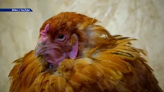 На Сумщині зафіксовано пташиний грип
