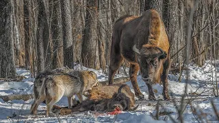 Confrontation between bison and wolves. Fallen baby bison. | Film Studio Aves