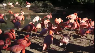 Flamingo's at San Diego Zoo