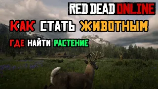 Превращение в животное в Red Dead Online (Витализм)