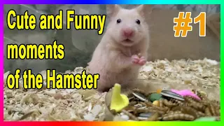 🐹  Funny Hamsters Videos Compilation #1 | Cute and Funny moments of the animals