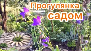 Прогулянка по саду. Назви рослин. Куннингами. 🌿 Живці хвойних рослинок. 🌱