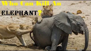 Animals That Can Kill An Elephant - 5 Animals That Could Defeat An Elephant