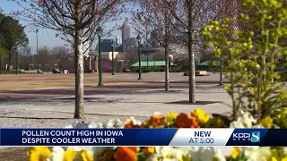 Iowa's high pollen count causing spring allergies