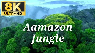 Amazon  jungle 4k video |amazon jungle 4k drone video | AMAZON JUNGLE 4K ANIMALS VIDEO #wildanimals