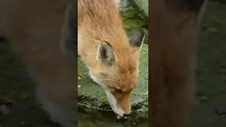 Vulpes vulpes (Red Fox) Drinking Water & Birds Singing