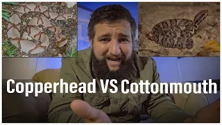 Copperhead VS Cottonmouth