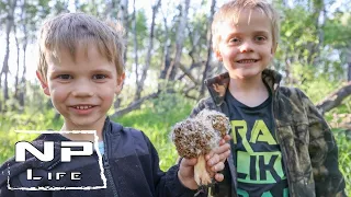 We Found Morels! | North Dakota Morel Mushrooms | NPLife