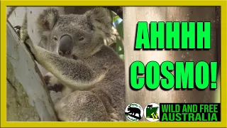 Ahhh Cosmo visits    |     Australia koalas all over