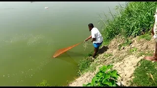Net Fishing | Catching Fish With Cast Net | Net Fishing in the village (Part-253)