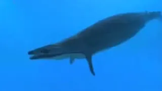 Monster Whale in the Ancient Sahara Desert | BBC Studios