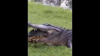 Crocodile 🐊 eats Turtle 🐢