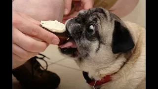 Top 10 Funny And Cute Pug Videos Compilation 2018