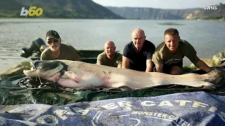 Man Reels in 230-Pound, Record-Breaking Monster Catfish!