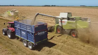 Harvesting Grass Seed - Claas Lexion 770 & 750