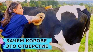 Зачем коровам делают отверстие в боку.