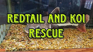 Redtail and Koi Rescue