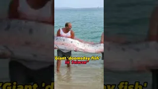 Giant 'DOOMSDAY FISH' has close encounter with divers off Taiwan#news #update #oarfish #abcnews #cnn